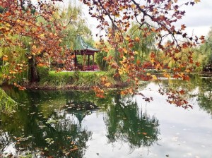 The Pond at Chateau Montelena